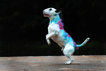 portrait of a white jumping bull terrier in bright holi colors