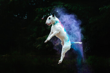 portrait of a white jumping bull terrier in bright holi colors