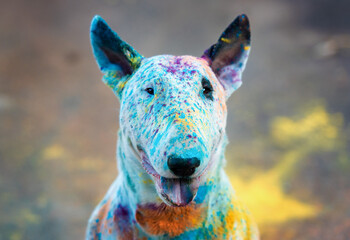 close-up portrait of a seated bull terrier in bright holi colors