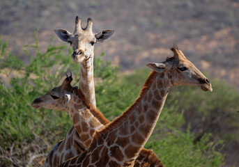 Giraffes (Giraffa Camelopardalis) in its natural habitat in Namibia