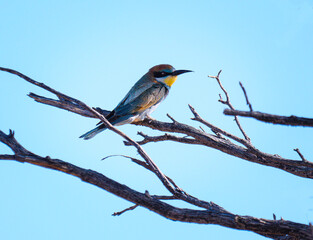 Fototapeta premium European bee-eater in its natural habitat in Namibia