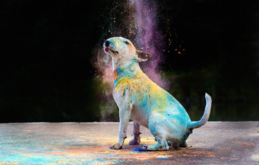 close-up portrait of a seated bull terrier in bright holi colors