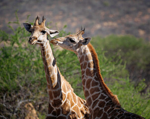 Giraffes (Giraffa Camelopardalis) in its natural habitat in Namibia