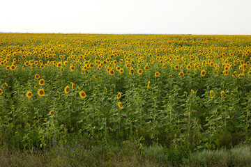 Sunflower field nature Agricultural field no people unaltered