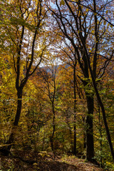 Colorful trees in the middle of the autumn forest along the woodland lane