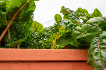Tall ribbed stalks of Swiss chard greens. Green and reddish leafy vegetables growing in dark rich soil. The collard greens have red and orange stalks. The vibrant vegetable is growing in a clay pot.