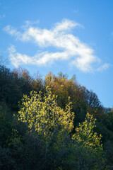 Green foliage turns yellow in October under a cloud