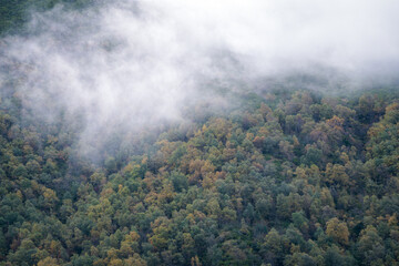Fototapeta na wymiar Fog hangs over a birch and oak forest