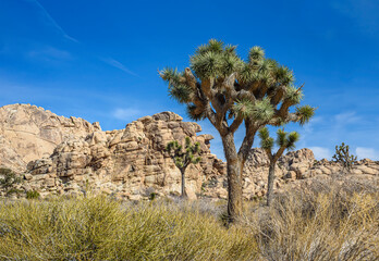 Fototapeta na wymiar Joshua Tree National Park, Mojave Desert, California