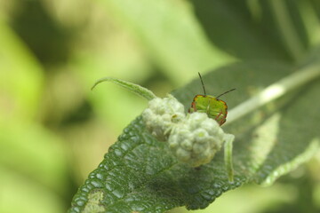 insecto verde sobre flor