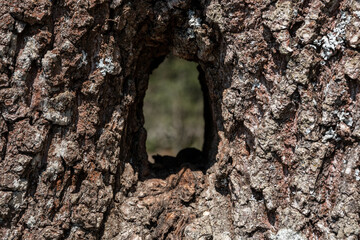 Hole through a tree trunk of an old tree
