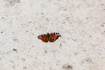 Fototapeta na wymiar A peacock butterfly on the white stony ground