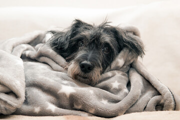 dog wrapped in a blanket after washing - Powered by Adobe