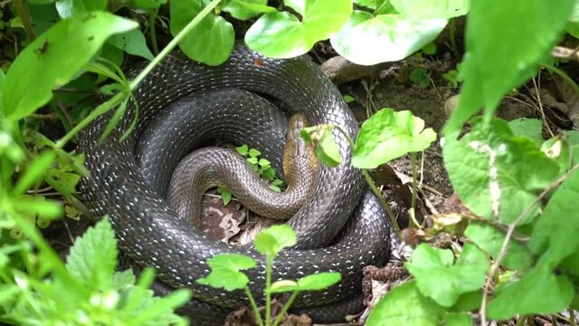 hd snake lying between green plants in the sun and forest