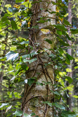 Fototapeta premium Green ivy along the tree trunk in the forest