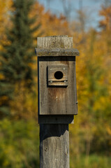 Close up of a Birdhouse in Autumn