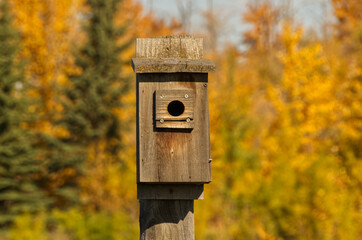 Close up of a Birdhouse in Autumn