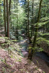 Little river throught the green and dark forest