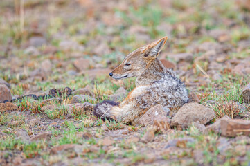Black backed Jackal sitting in the morning sun