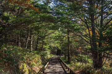 秋の乗鞍高原　遊歩道