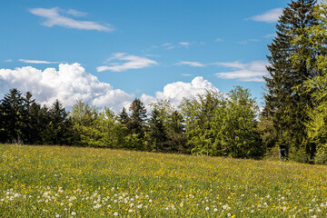 Obraz premium Fields of flowers and meadows and the forest in the background