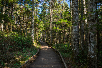 Fototapeta premium 秋の乗鞍高原 遊歩道