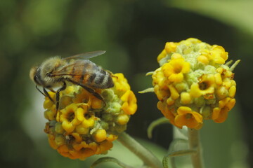 abeja buscando polen sobre flor amarilla