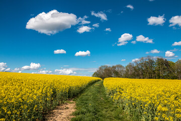 Big green fields of fertile soil and yellow rape flowers and the blue sky with white clouds