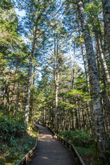 秋の乗鞍高原　遊歩道