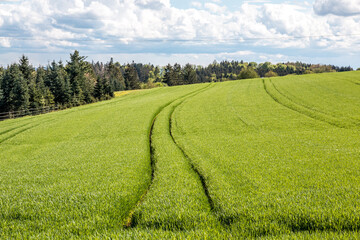 Big green fields of fertile soil and green grain and the blue sky with white clouds