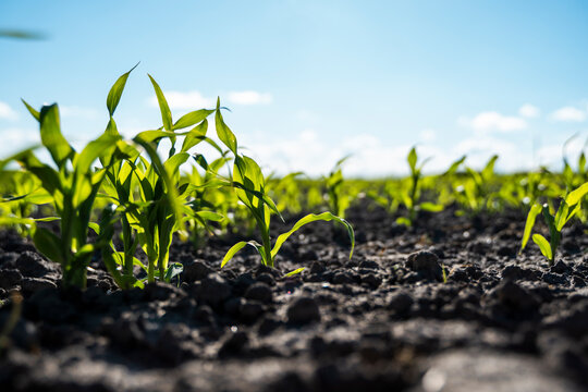 Fresh green sprouts of maize in spring on the field, soft focus. Growing young green corn seedling sprouts in cultivated agricultural farm field. Agricultural scene with corn's sprouts in soil.
