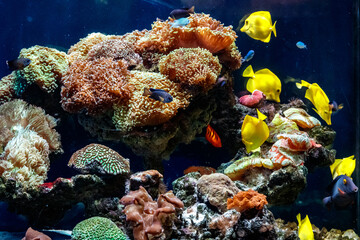 a beautiful aquarium with corals and fish yellow zebrasome yellow tang