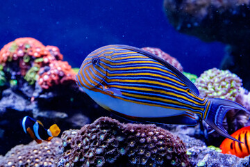 Fototapeta na wymiar Fish Striped Surgeon Acanthurus lineatus