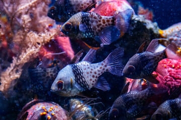 Fish Apogon, Cardinalfish Banggai, Sphaeramia nematoptera