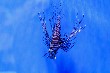 Fototapeta na wymiar Fish Lionfish - Zebra, Pterois volitans