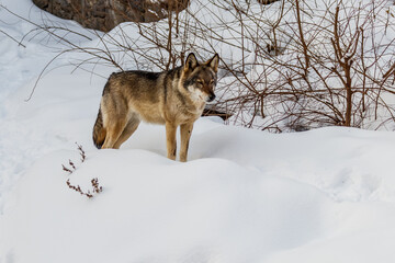 Obraz premium beautiful wolf on a snowy road