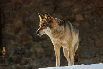 beautiful wolf on a snowy road