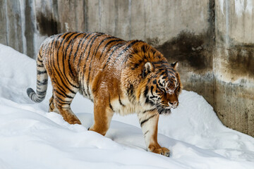 beautiful panthera tigris on a snowy road