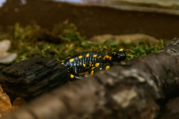 Naklejka na ściany i meble Beautiful lizard in the grass common fire salamander