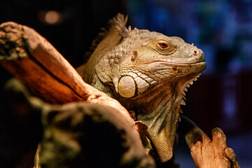 Beautiful large lizard iguana