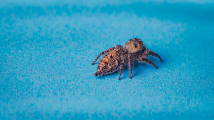 Closeup macro in Hyllus semicupreus Jumping Spider on blue background. with an empty space to fill in the text