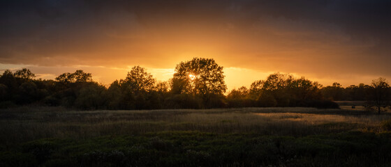 Fototapeta na wymiar sunset in the meadows, sun basking through tree silhouette