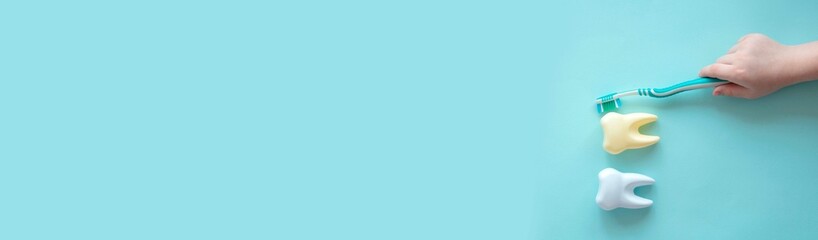 Banner for pediatric dentistry. Child's hand holds a toothbrush to clean a large tooth dummy.