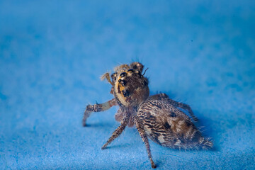 Closeup macro in Hyllus semicupreus Jumping Spider on blue background. with an empty space to fill in the text