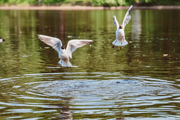 Two seagulls are flying over the water. A pair of lake birds are waving their wings over the pond