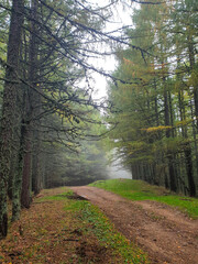 path in the woods, Orjogoaia Ridge, Baiului Mountains, Romania 