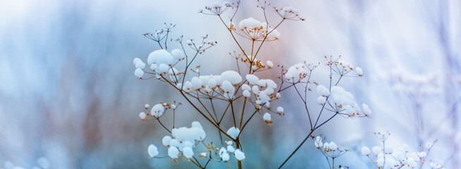 Winter panoramic scenery with frozen dry grass. Winter dried flowers in snow