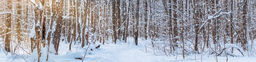 Obraz premium Beautiful panoramic scenery with winter forest and sun. Winter landscape with snowy trees