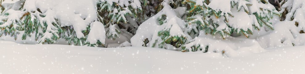 Winter panoramic scenery with snowy spruce branches. Frozen tree branches in winter forest