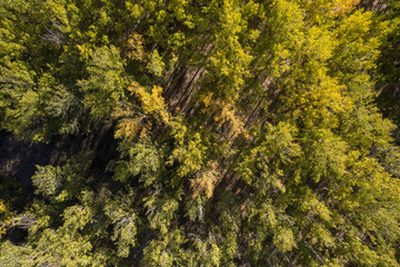 overhead shot of a field with trees and bushes